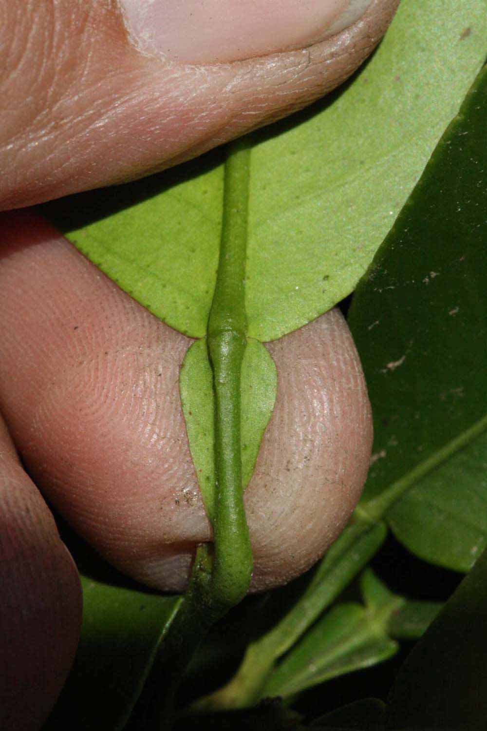              Petiole (Riverside, CA)       